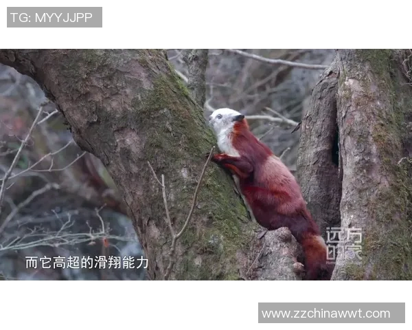 CCTV4现场直播：展现运动员拼搏与荣耀的四个维度